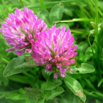 Конюшина "Рубінова поляна" 100г 