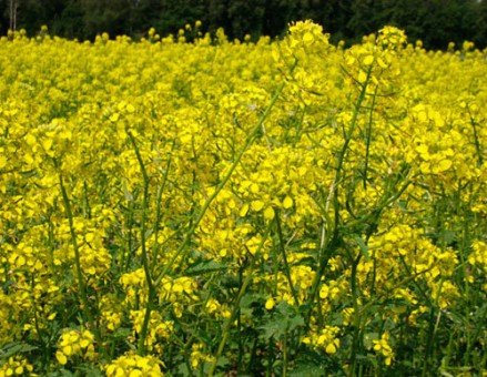 Гірчиця біла (насіння)