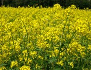 Гірчиця біла (насіння)