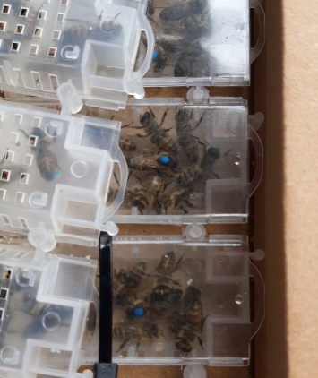 Бджоломатка Карніка 2026 "Ле Клер" (плідна F1)