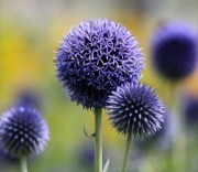 Мордовник насіння 100 г