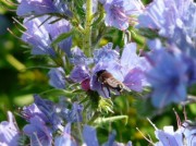 Синяк (насіння) 100 г