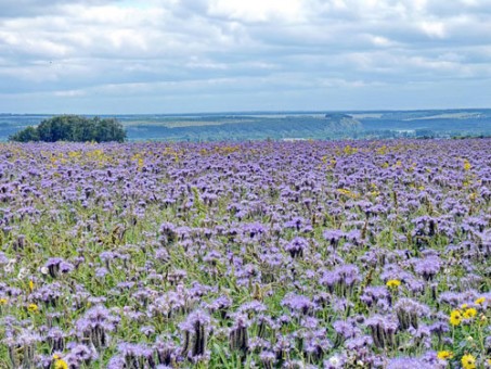 Фацелія 1-й сорт Аліна 1 кг (насіння)