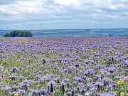Фацелія 1-й сорт Аліна 1 кг (насіння)