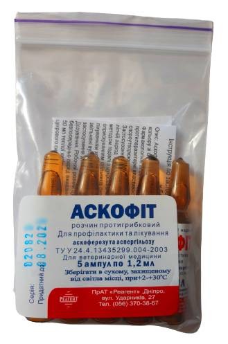 Аскофіт Аскофіт