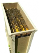 Бджолопакети Карпатка 4 рамки розплоду