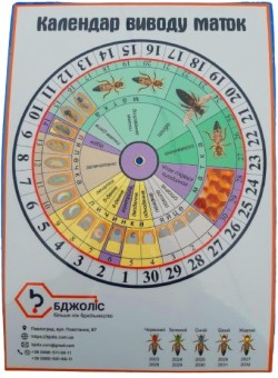Календар вивода маток