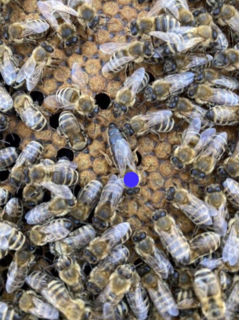 Бджоломатка Карпатка плідна 2026