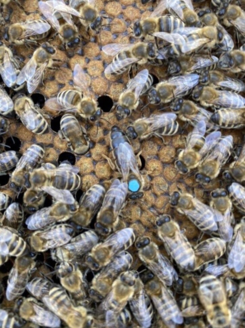 Бджоломатка Карпатка плідна 2026