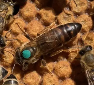 Бджоломатка Карпатка плідна тип Вучківський та Синевир